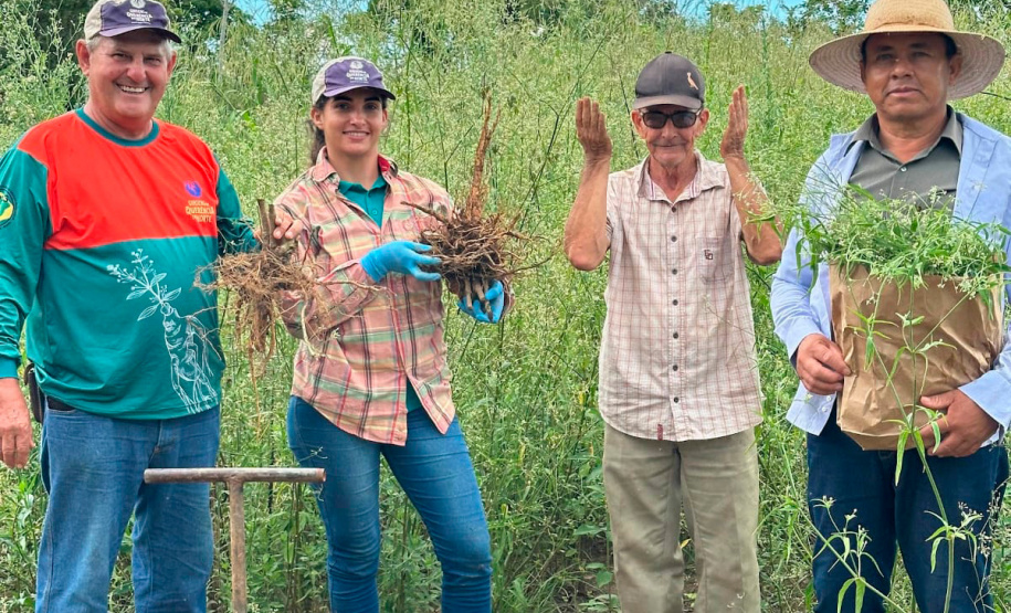 Das margens do rio Paraná ao mercado global: ginseng de Querência do Norte conquista IG