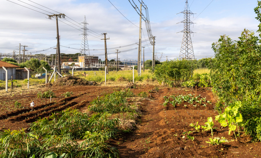 Hortas embaixo de redes de energia beneficiam 20 famílias em Ponta Grossa