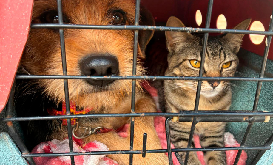 Atendimentos do Vet-Móvel Paraná começam na segunda-feira (1º); veja como se inscrever