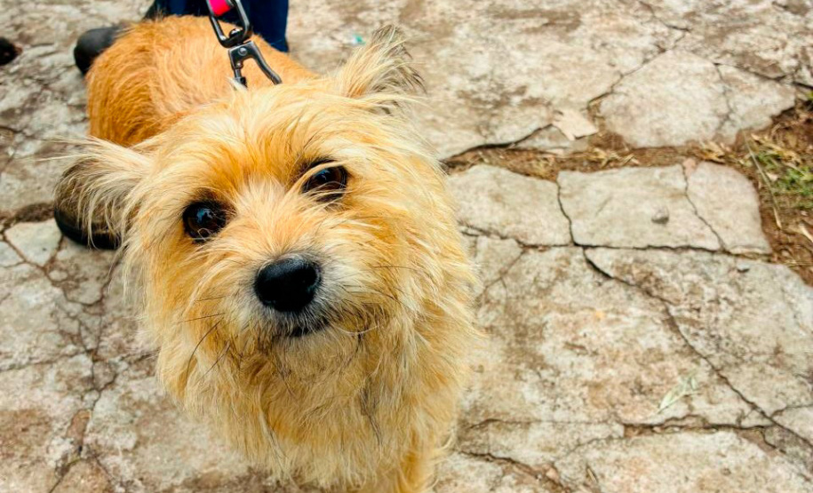 Atendimentos do Vet-Móvel Paraná começam na segunda-feira (1º); veja como se inscrever
