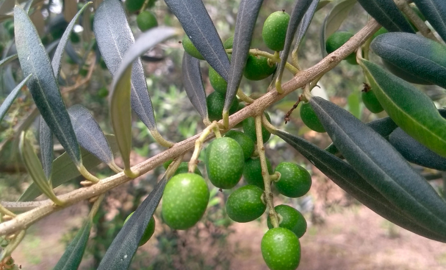 Paraná tem 69 municípios favoráveis ao cultivo de oliveiras
