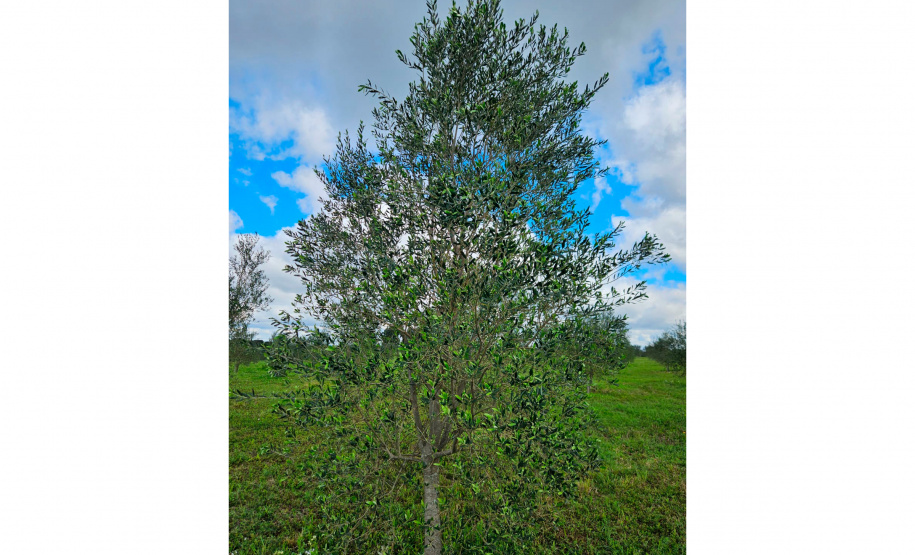 Paraná tem 69 municípios favoráveis ao cultivo de oliveiras