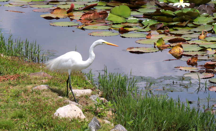 Lago criado no Tecpar há dez anos contribui para escoamento da bacia do Rio Barigui