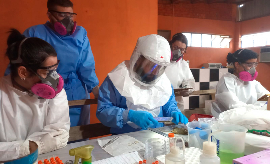 Hantavírus é controlado no Paraná com vigilância rigorosa