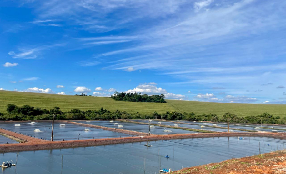 ADAPAR - Em cooperação com instituto norueguês, Adapar inicia projeto de biosseguridade na produção de tilápia