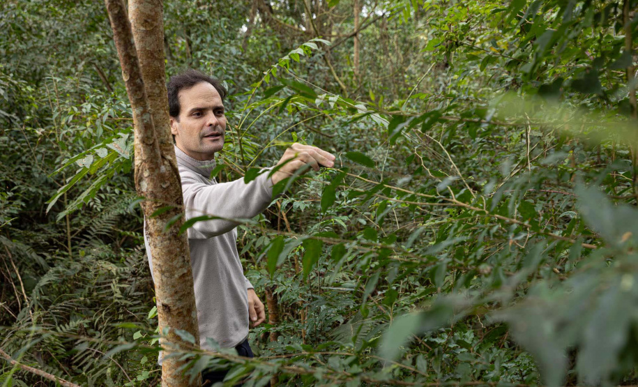 Sítios experimentais da Sanepar validam eficiência de tecnologias de sucessão ecológica para recuperação de áreas degradadas
