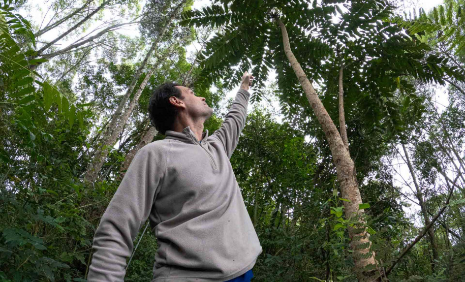 Sítios experimentais da Sanepar validam eficiência de tecnologias de sucessão ecológica para recuperação de áreas degradadas