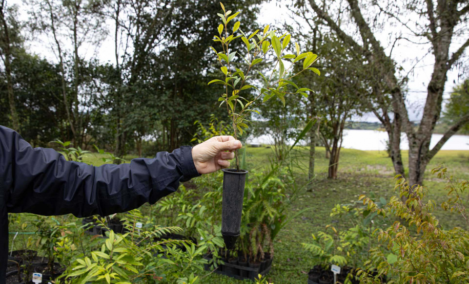 Sítios experimentais da Sanepar validam eficiência de tecnologias de sucessão ecológica para recuperação de áreas degradadas