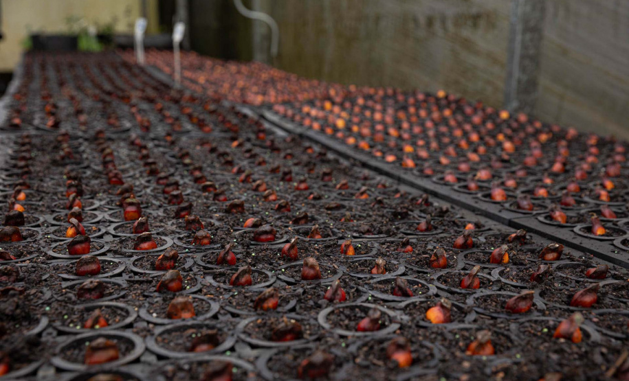 Sítios experimentais da Sanepar validam eficiência de tecnologias de sucessão ecológica para recuperação de áreas degradadas