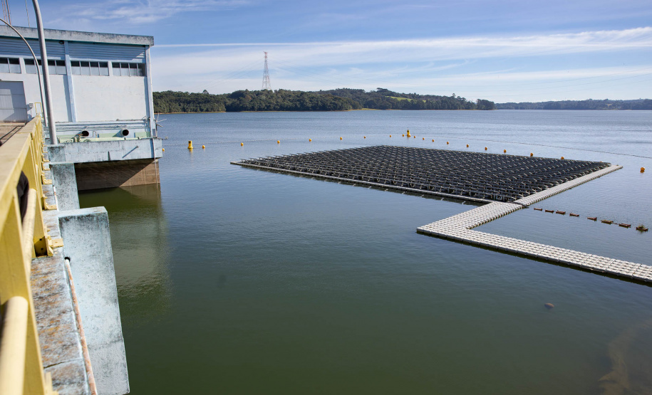 Sanepar e UFPR identificam peixe que atua como "filtro ecológico" e reduz emissão de gases do efeito estufa