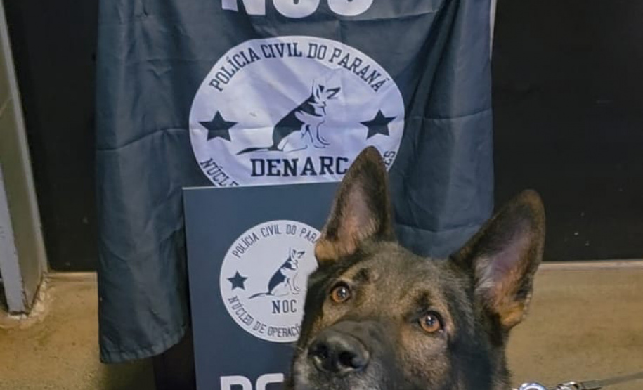 PCPR apreende mais de 227 quilos de maconha e prende três pessoas em ações com cães de faro