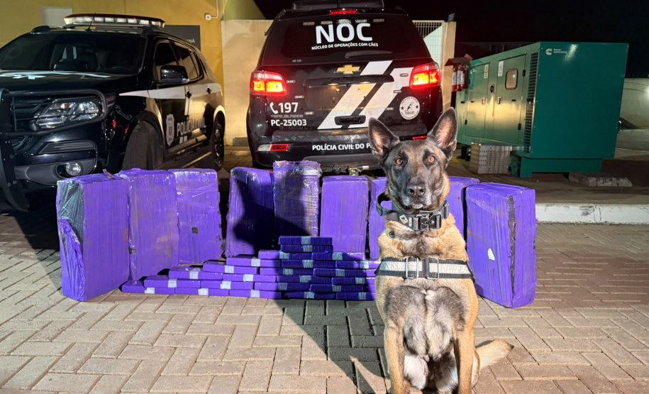 PCPR apreende mais de 227 quilos de maconha e prende três pessoas em ações com cães de faro
