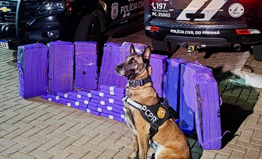 PCPR apreende mais de 227 quilos de maconha e prende três pessoas em ações com cães de faro