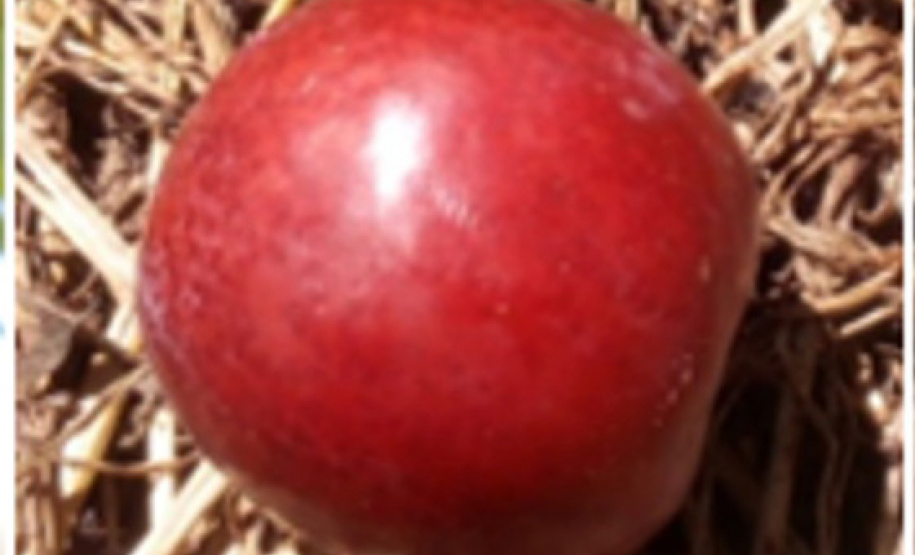 IDR-Paraná prepara quatro novas cultivares para fortalecer a fruticultura paranaense