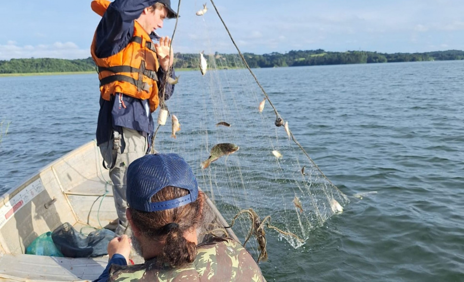 Sanepar e UFPR identificam peixe que atua como "filtro ecológico" e reduz emissão de gases do efeito estufa