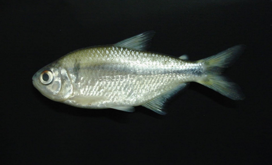 Sanepar e UFPR identificam peixe que atua como "filtro ecológico" e reduz emissão de gases do efeito estufa