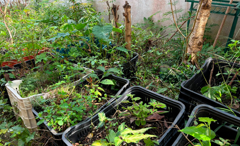 Jardim Secreto projeto une educação e meio ambiente em colégio da rede pública do Paraná