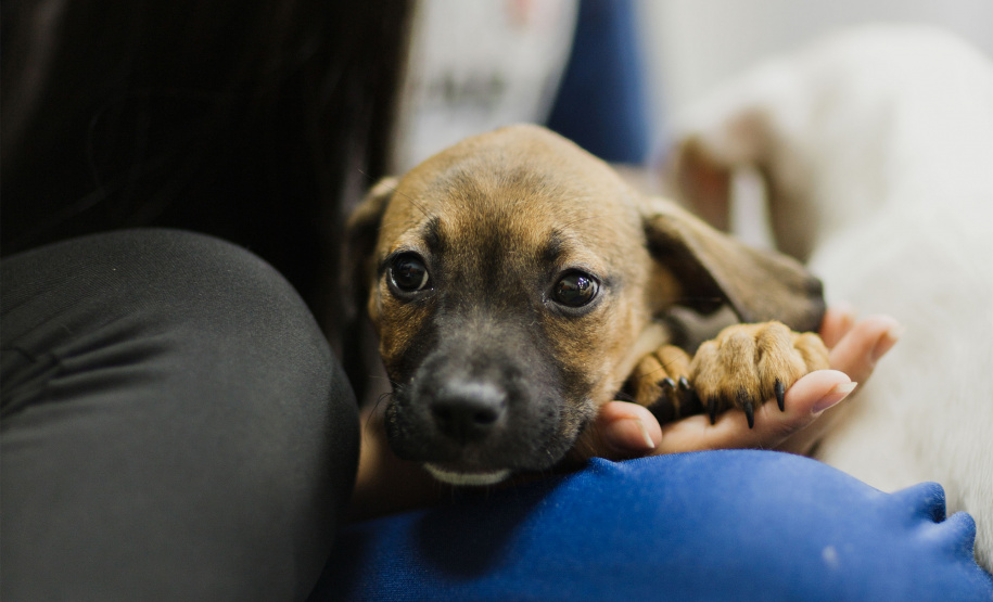 Estudantes da rede estadual transformam adoção animal em campanhas de impacto e conquistam prêmio nacional de criatividade