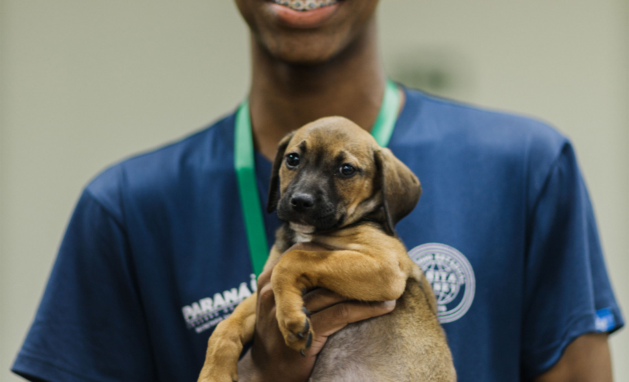 Estudantes da rede estadual transformam adoção animal em campanhas de impacto e conquistam prêmio nacional de criatividade