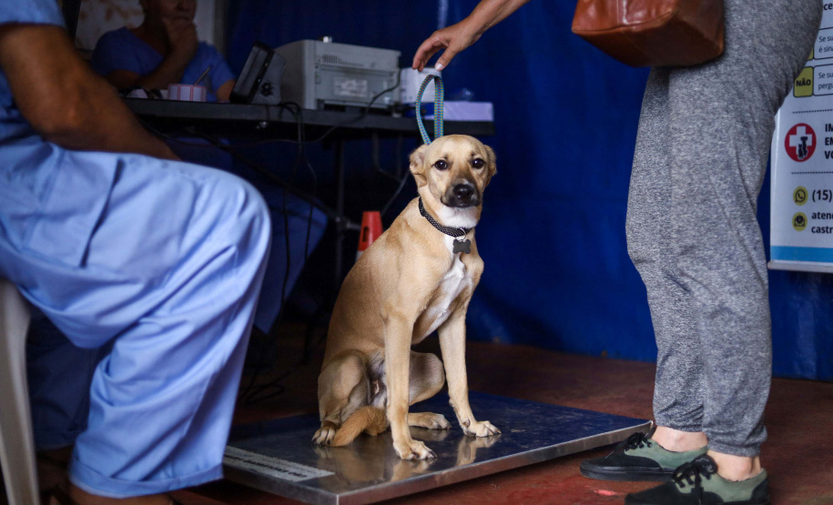 CastraPet vai beneficiar seis mil cães e gatos de 37 municípios do Paraná em junho.