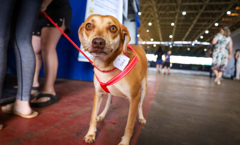 CastraPet vai beneficiar seis mil cães e gatos de 37 municípios do Paraná em junho.