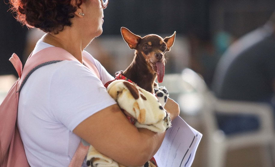 CastraPet vai beneficiar seis mil cães e gatos de 37 municípios do Paraná em junho.