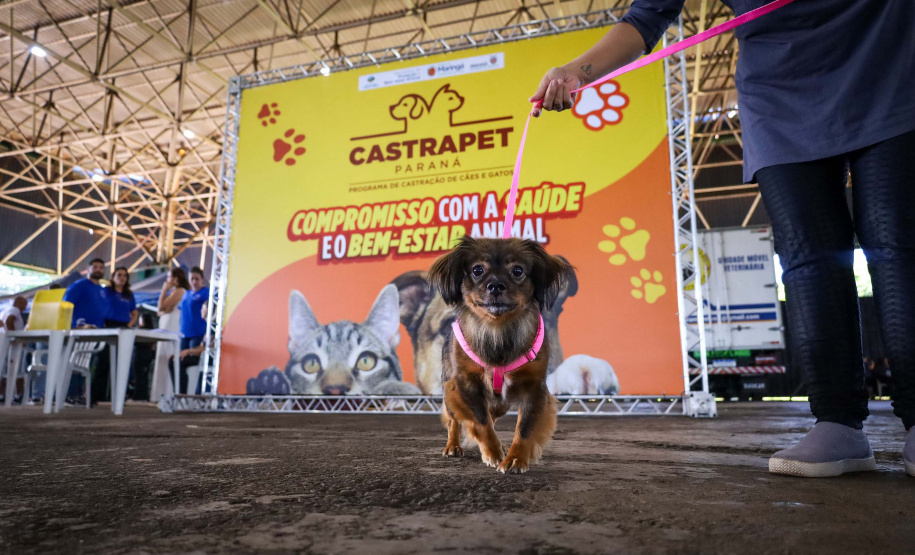 CastraPet vai beneficiar seis mil cães e gatos de 37 municípios do Paraná em junho.