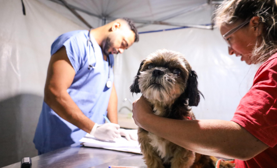 Mutirões do CastraPet vão passar por 21 municípios do Paraná em julho e beneficiar cerca de 3,3 animais.