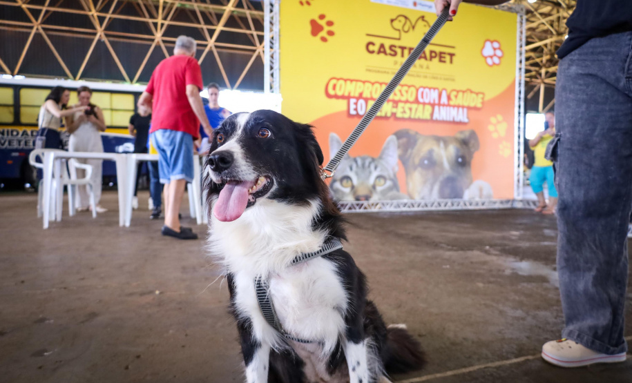 Mutirões do CastraPet vão passar por 21 municípios do Paraná em julho e beneficiar cerca de 3,3 animais.