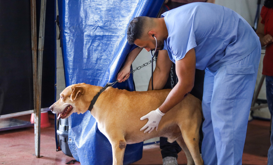 Mutirões do CastraPet vão passar por 21 municípios do Paraná em julho e beneficiar cerca de 3,3 animais.
