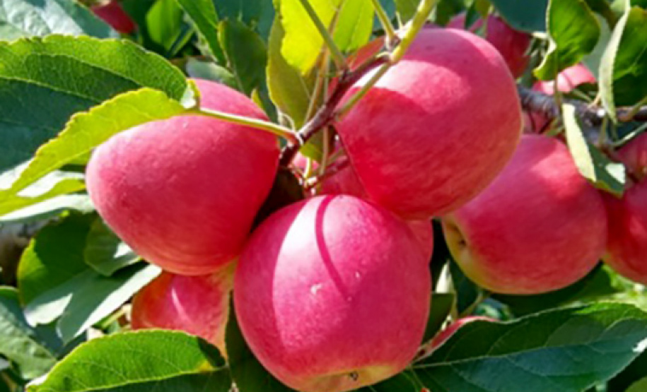 IDR-Paraná prepara quatro novas cultivares para fortalecer a fruticultura paranaense