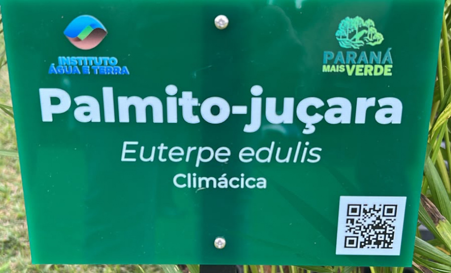 IAT faz a dispersão de 700 mil sementes de palmito-juçara para restaurar a Mata Atlântica