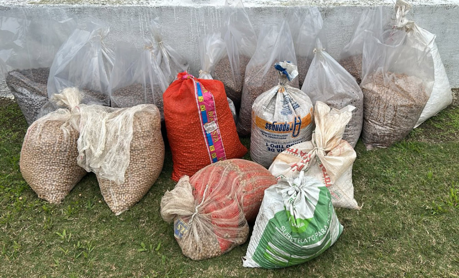 IAT faz a dispersão de 700 mil sementes de palmito-juçara para restaurar a Mata Atlântica