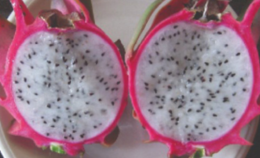 IDR-Paraná prepara quatro novas cultivares para fortalecer a fruticultura paranaense