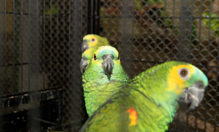 IAT - Guardiões da Fauna