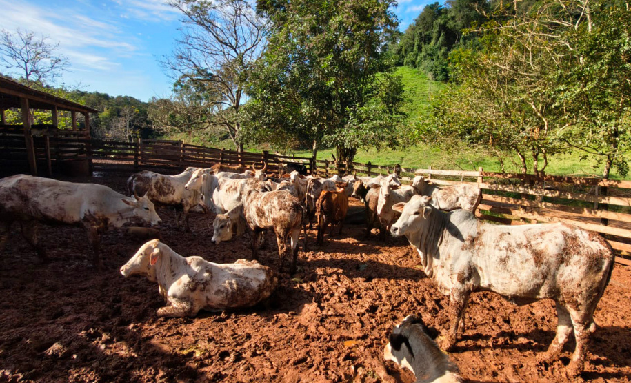 Campanha de Atualização de Rebanhos entra na reta final com 67% das explorações rurais do Estado regularizadas