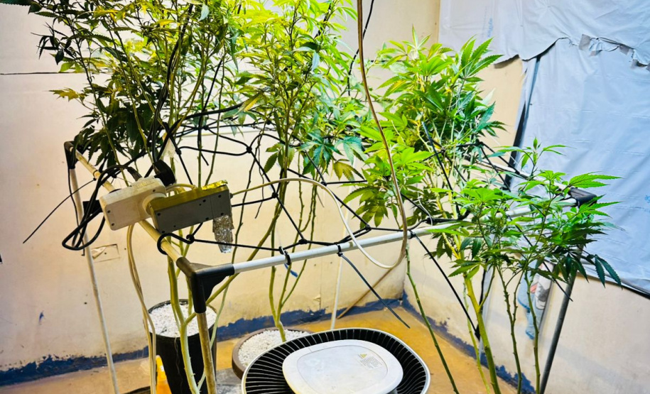 PMPR apreende plantação de maconha e prende homem em Londrina