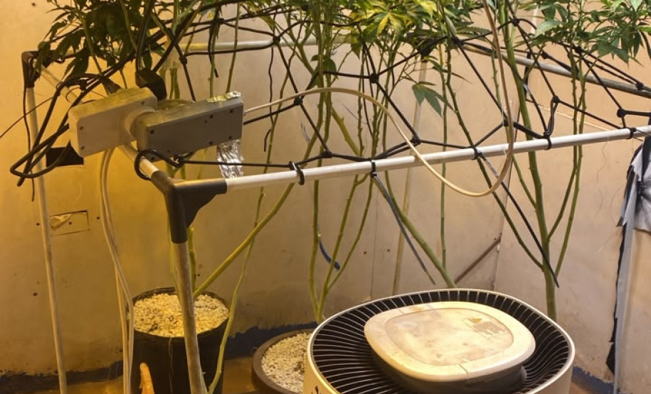 PMPR apreende plantação de maconha e prende homem em Londrina