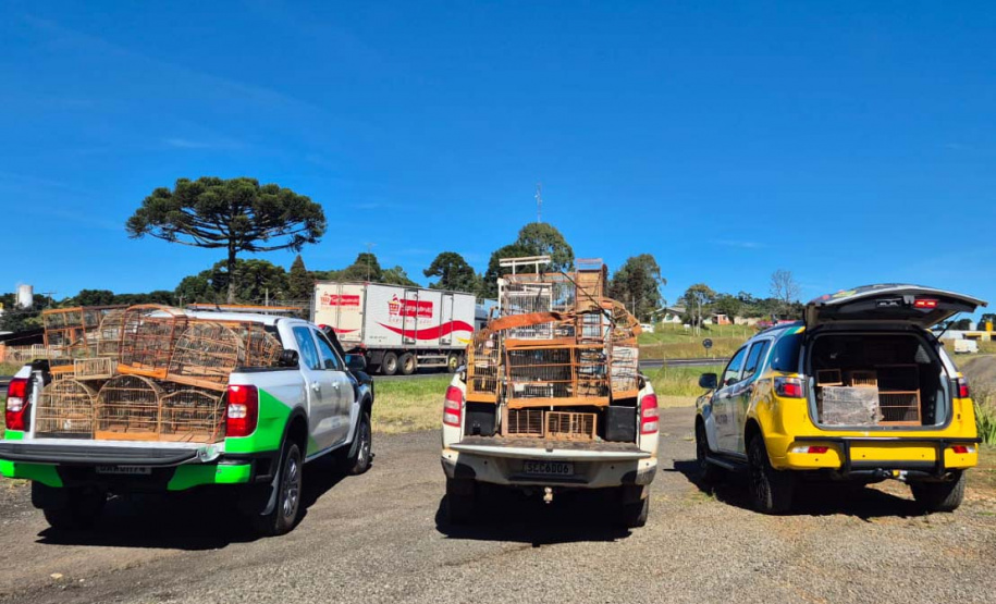 PMPR e IAT apreendem 95 aves e aplicam mais de R$ 400 mil em multas durante operação em Guarapuava