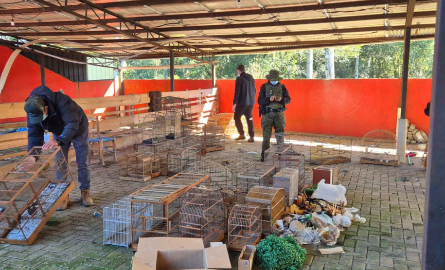 PMPR e IAT apreendem 95 aves e aplicam mais de R$ 400 mil em multas durante operação em Guarapuava