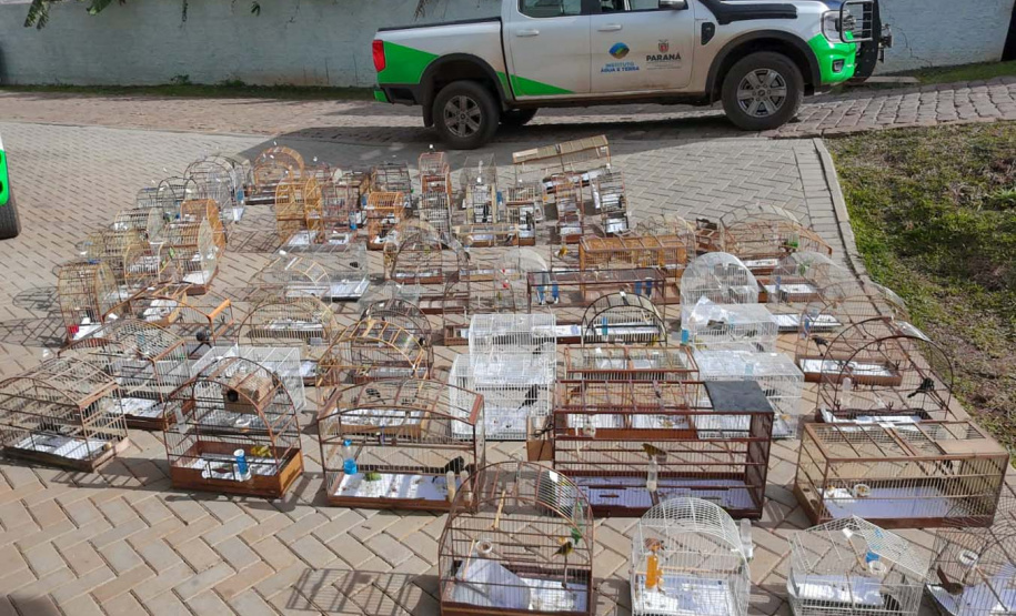 PMPR e IAT apreendem 95 aves e aplicam mais de R$ 400 mil em multas durante operação em Guarapuava