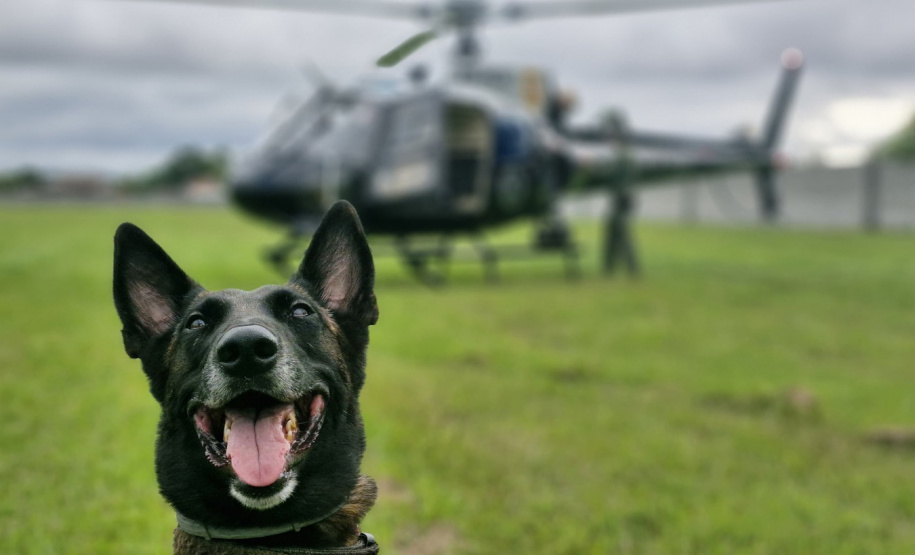 Polícia Civil do Paraná apreende armas e haxixe na Rodoviária de Curitiba