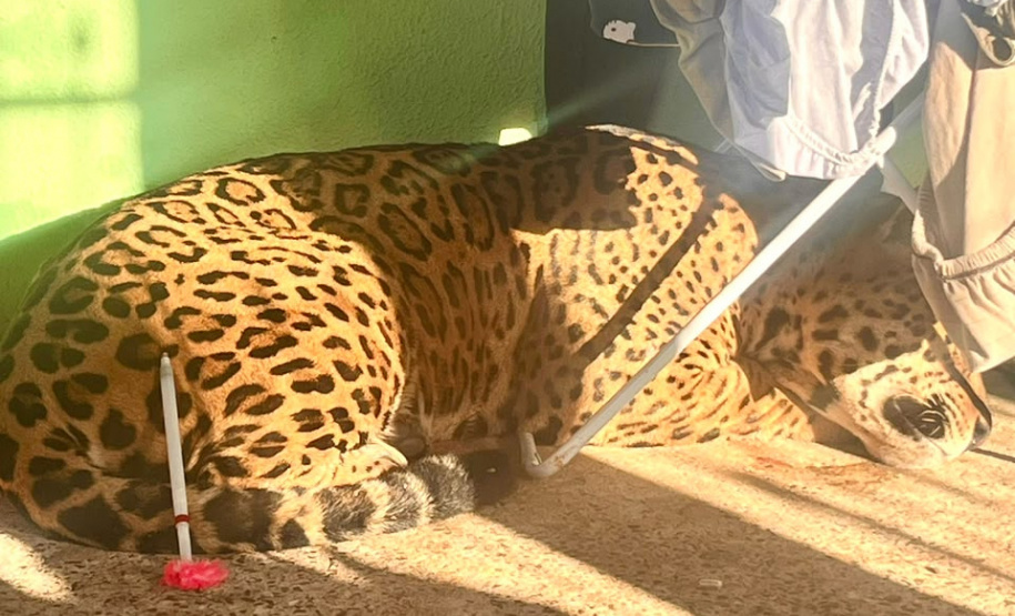 ONÇA