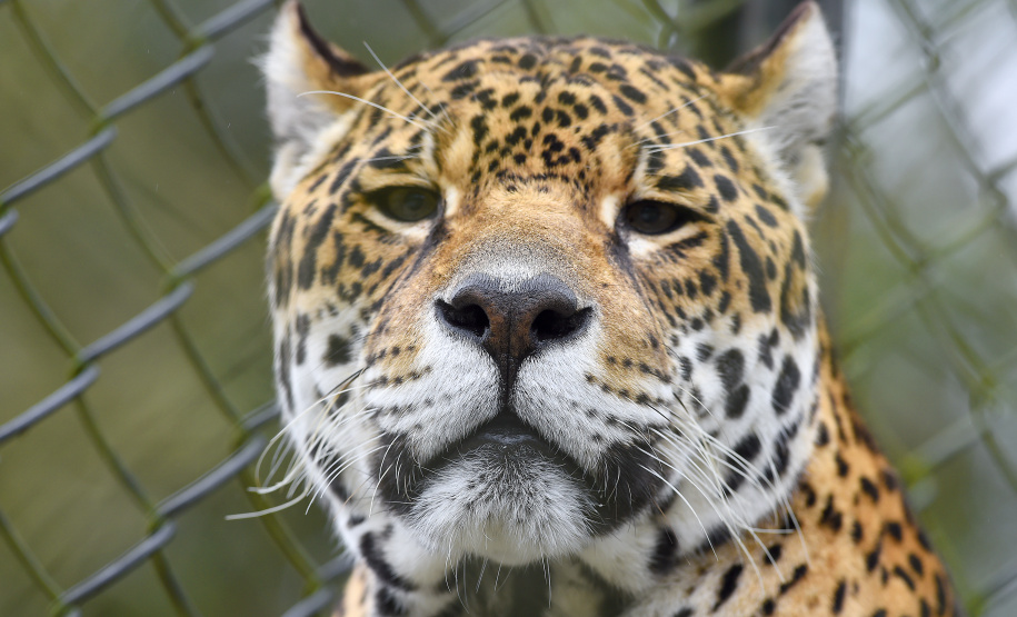 Governo do Estado atualizou a lista da fauna ameaçada de extinção no Paraná com a inclusão de 252 novas espécies.