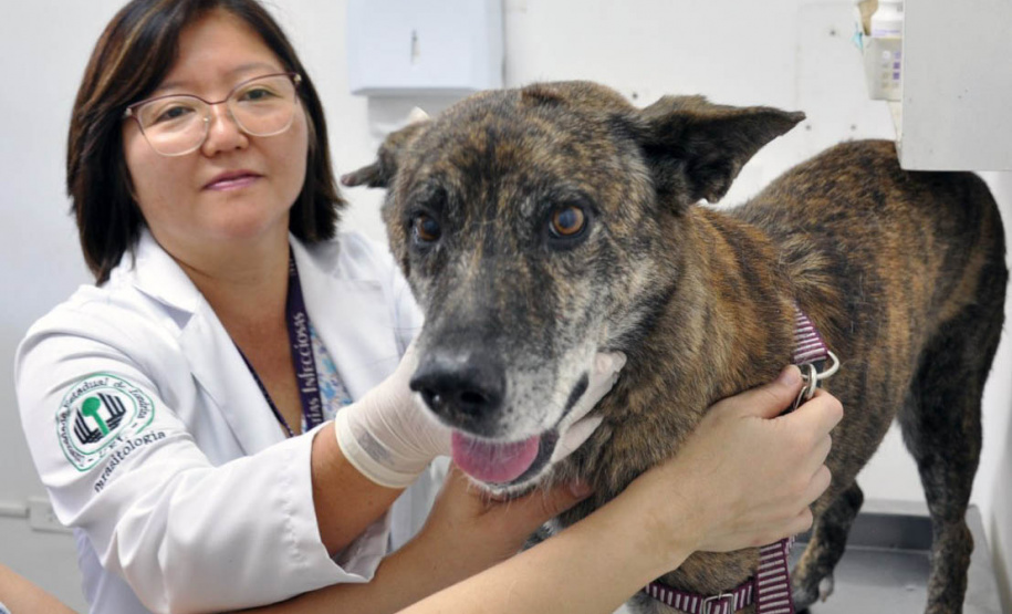 Universidades estaduais oferecem assistência veterinária para animais de pequeno e grande porte