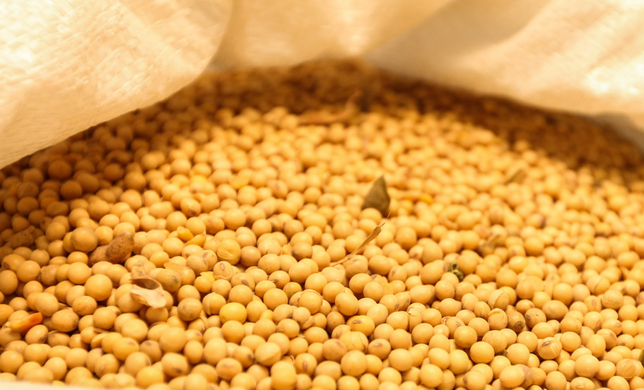 Produtores de quatro regiões do Paraná já podem iniciar o plantio de soja