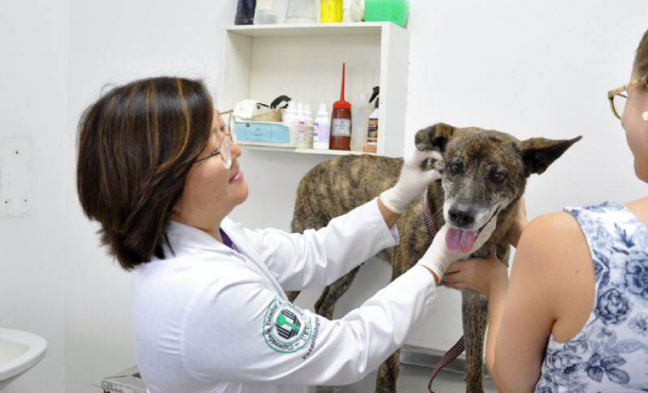 Universidades estaduais oferecem assistência veterinária para animais de pequeno e grande porte