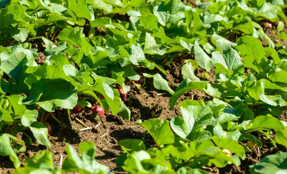 Universidades estaduais do Paraná auxiliam agricultores familiares na certificação orgânica