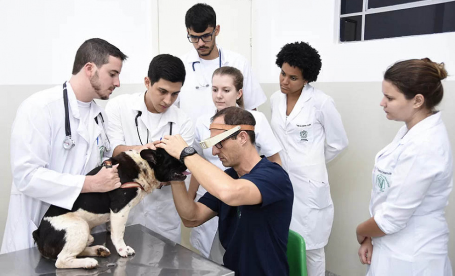 Universidades estaduais oferecem assistência veterinária para animais de pequeno e grande porte