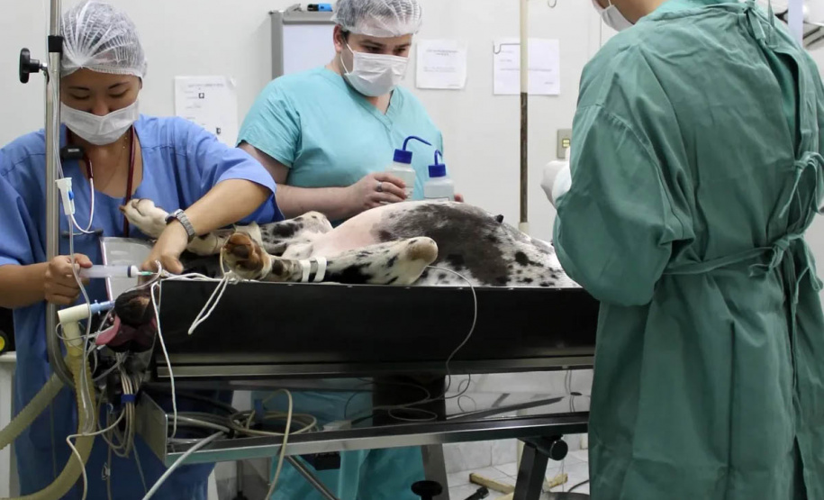 Universidades estaduais oferecem assistência veterinária para animais de pequeno e grande porte